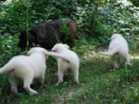 cuccioli di molosso